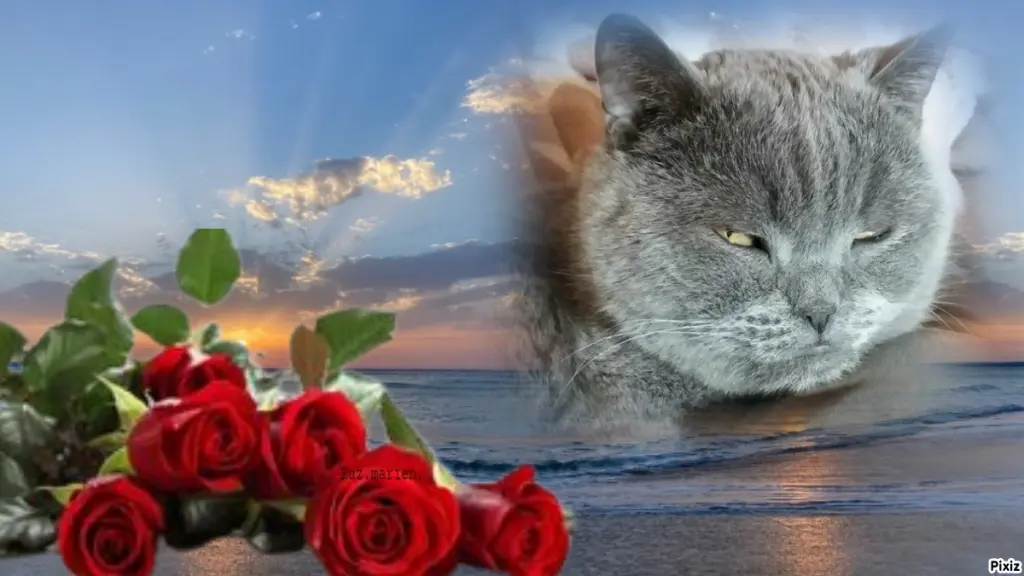 Condolence image of Post von Bärchen ❤
