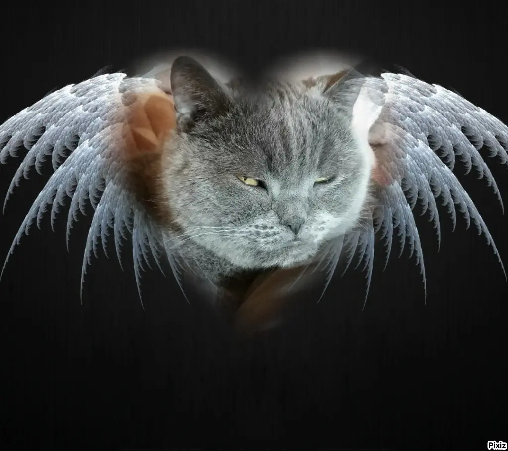 Condolence image of Post von Bärchen ❤