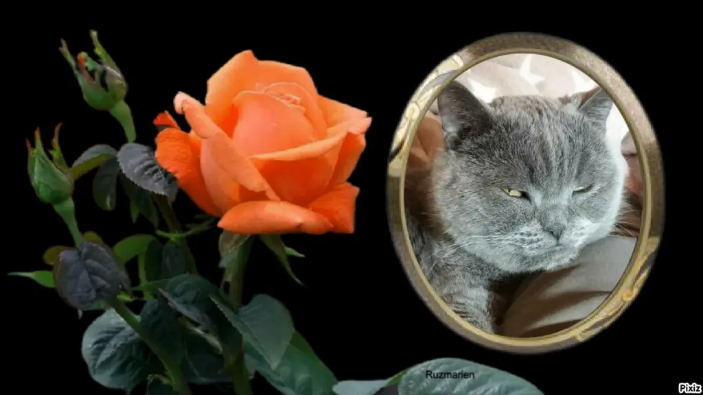 Condolence image of Post von Bärchen ❤