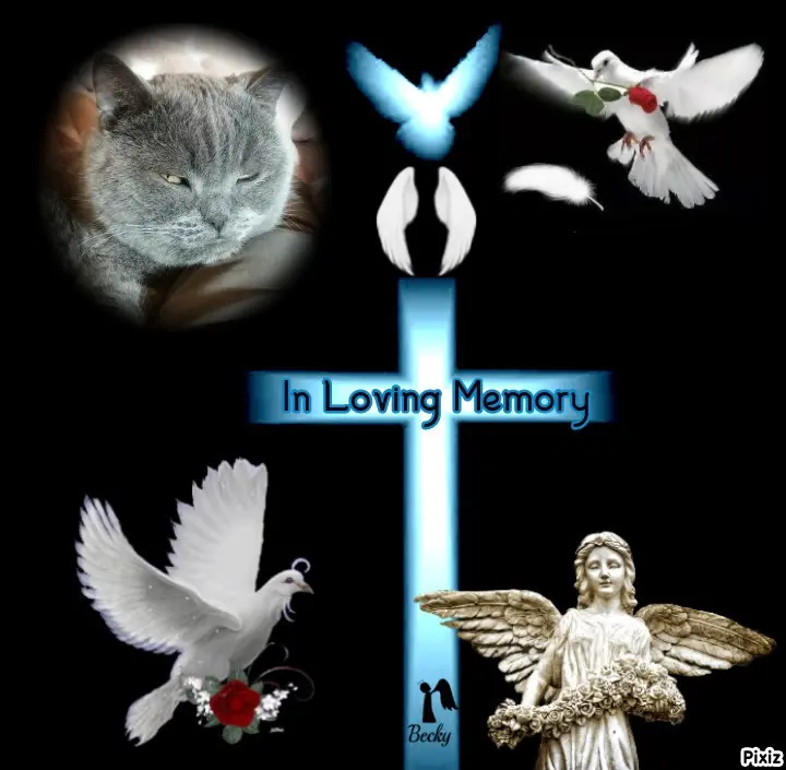 Condolence image of Tanja mit Timmy im Herzen 