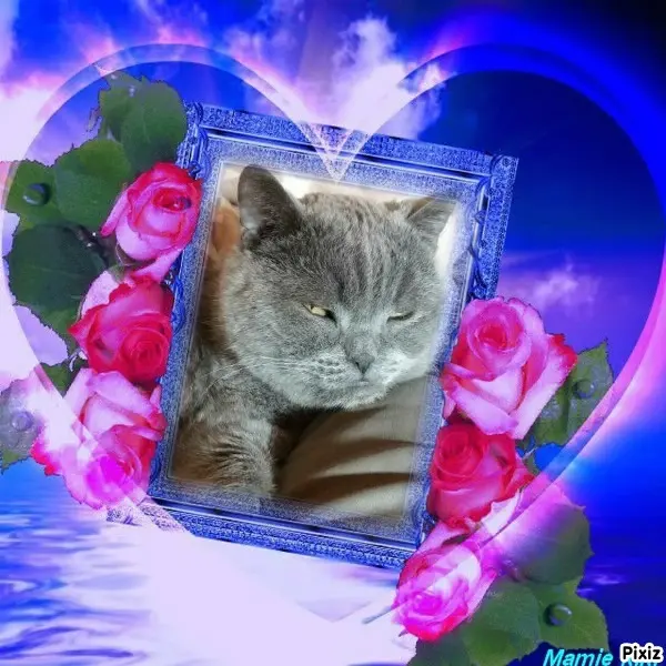 Condolence image of Post von Bärchen ❤