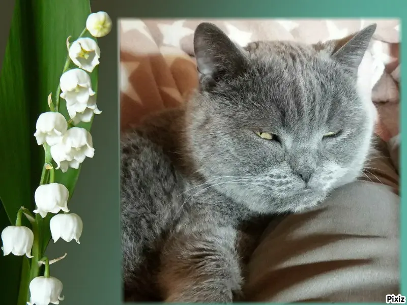 Condolence image of Tanja mit Timmy im Herzen