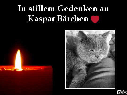 Condolence image of Tanja mit Timmy im Herzen