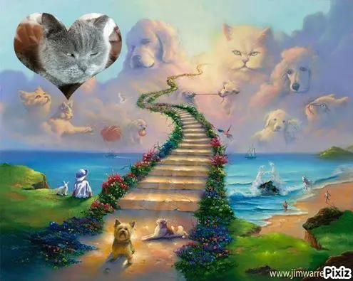Condolence image of Post von Bärchen ❤