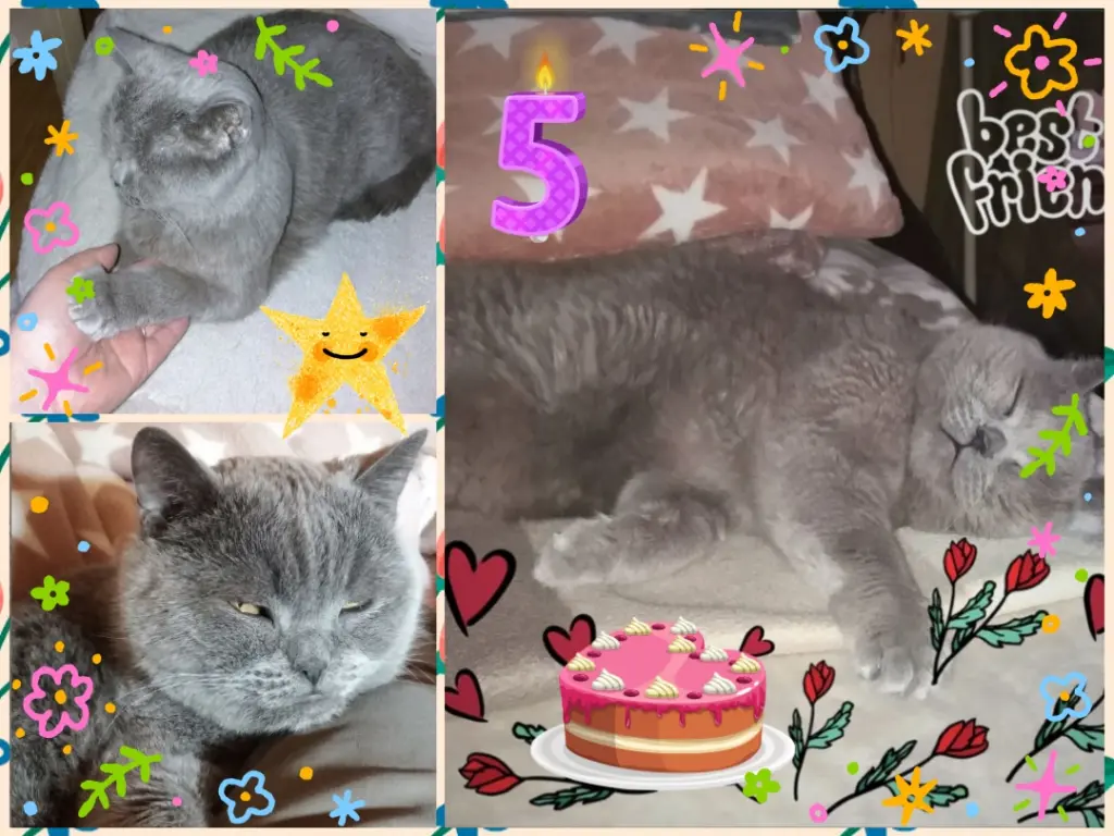 Condolence image of ❤️5. Sternchengeburtstag Kaspar-Bär ❤️