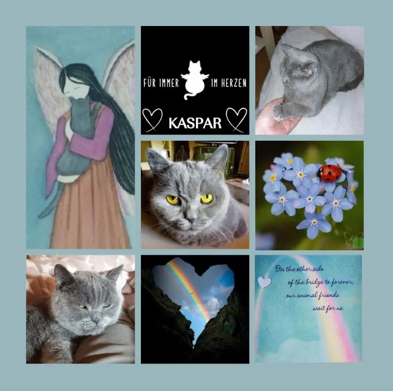 Condolence image of Rosen für Kaspar zum 5. Sternchentag
