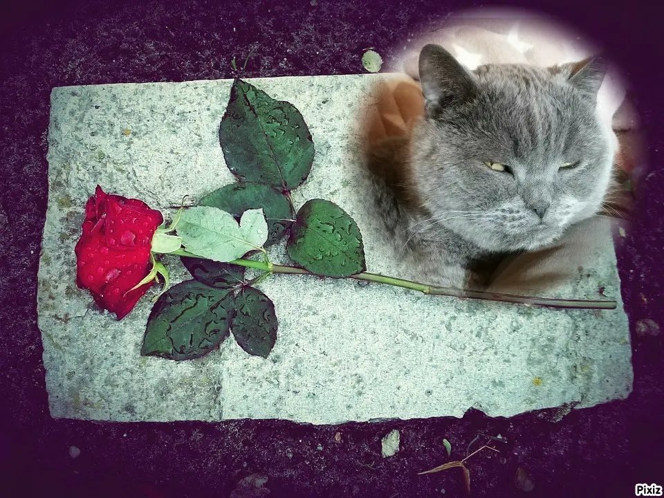 Condolence image of Post von Bärchen ❤