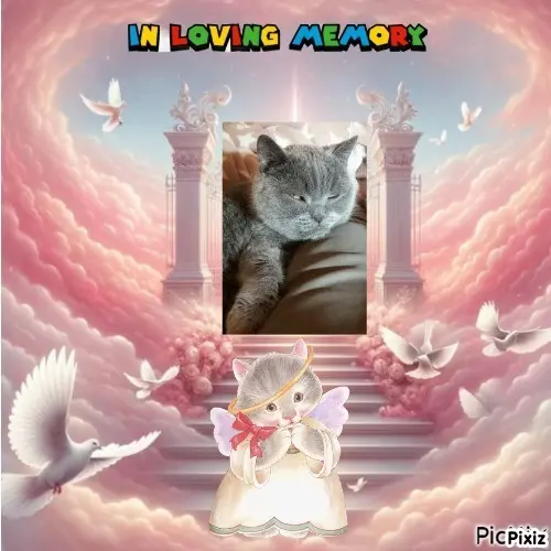 Condolence image of Tanja mit Timmy im Herzen