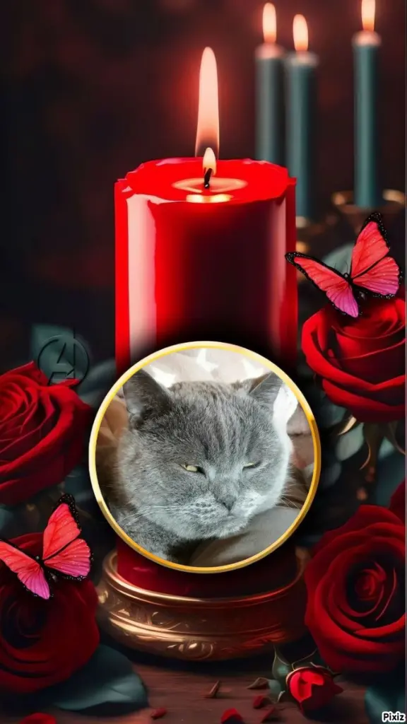 Condolence image of Post von Bärchen ❤