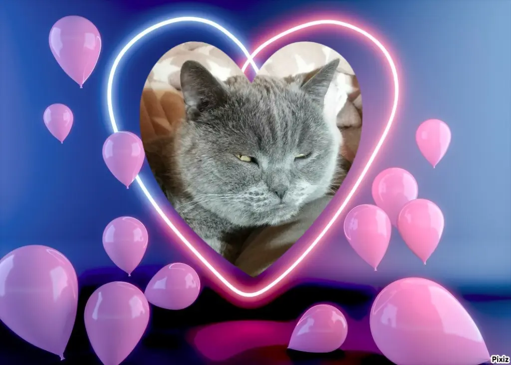 Condolence image of Post von Bärchen ❤