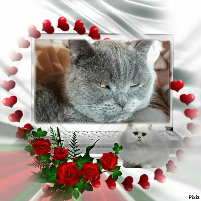Condolence image of Post von Bärchen ❤