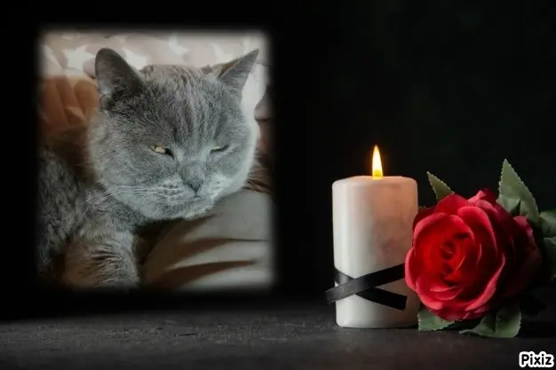 Condolence image of Tanja mit Timmy im Herzen