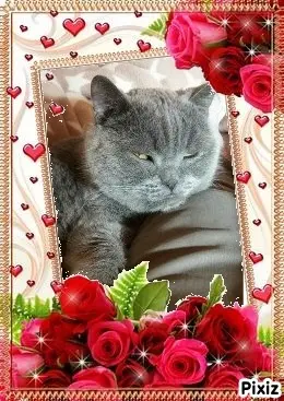 Condolence image of Post von Bärchen ❤