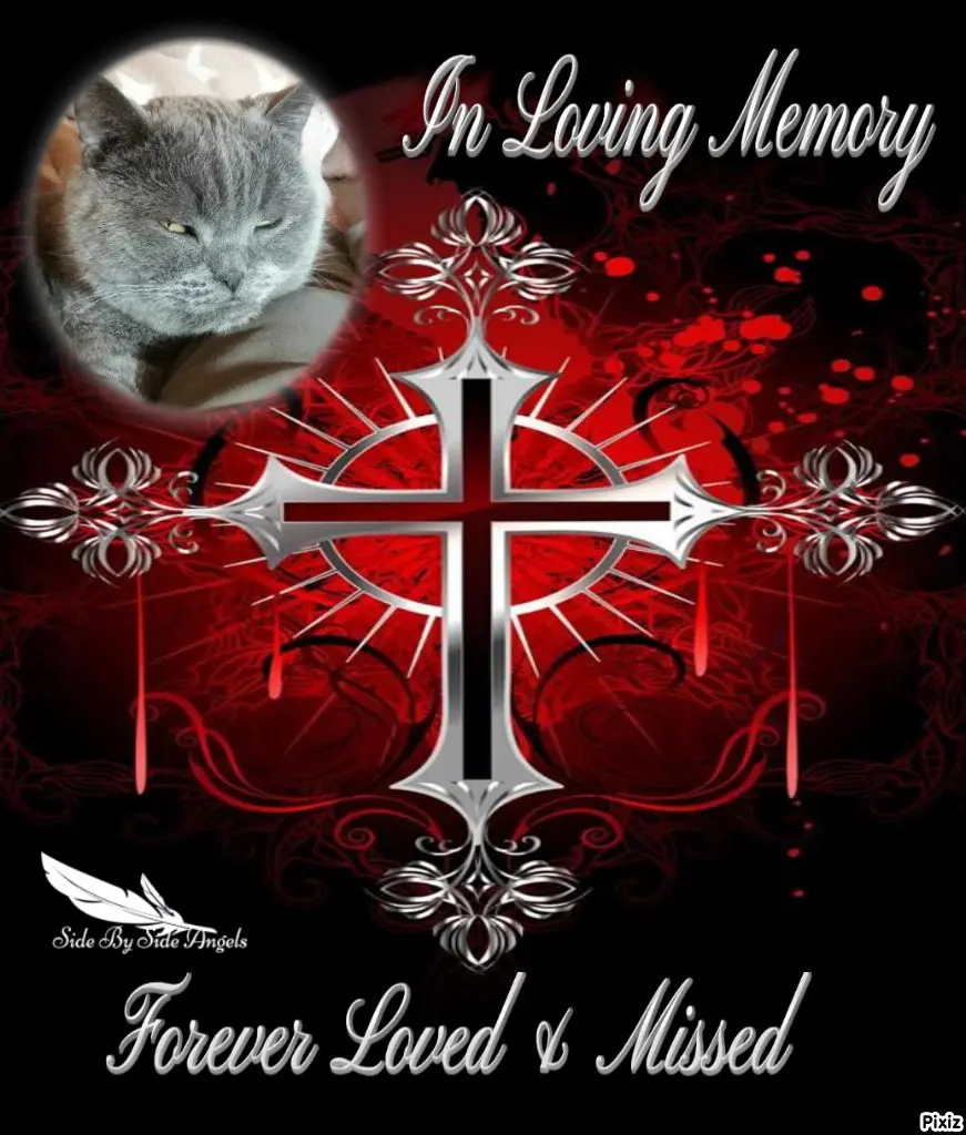 Condolence image of Tanja mit Timmy im Herzen 