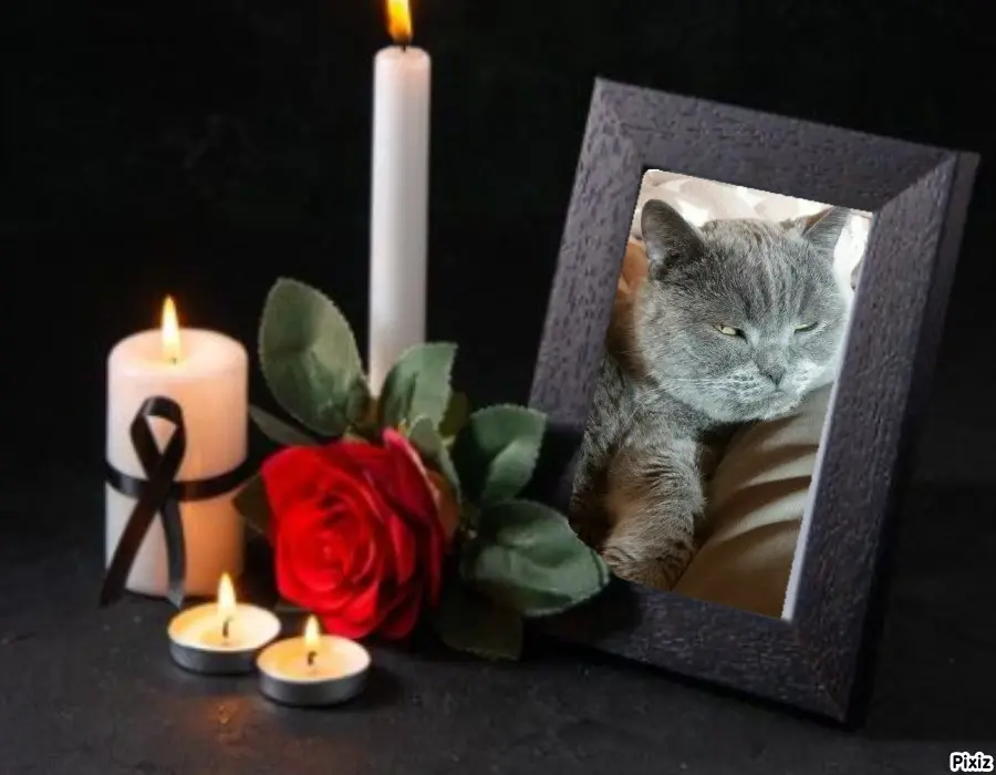 Condolence image of Tanja mit Timmy im Herzen