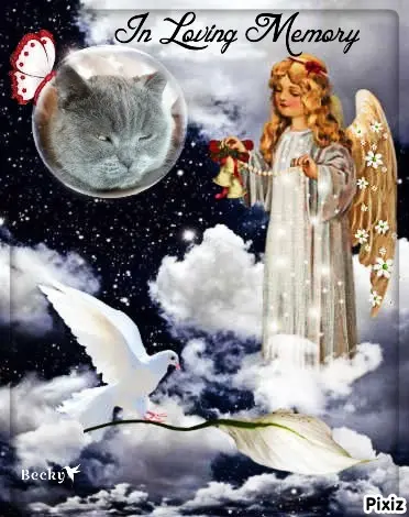 Condolence image of Tanja mit Timmy im Herzen