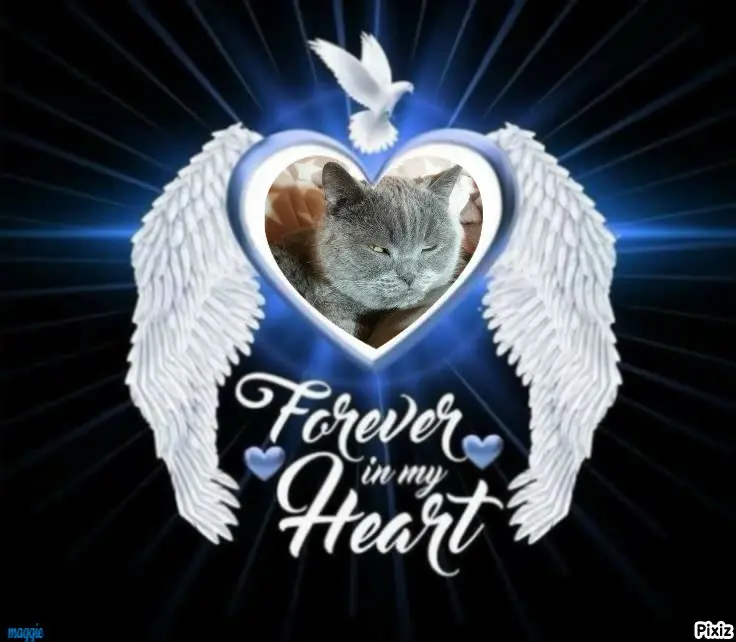 Condolence image of Tanja mit Timmy im Herzen