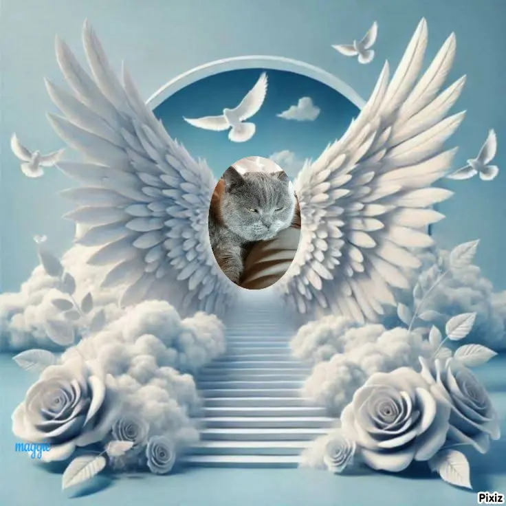 Condolence image of Tanja mit Timmy im Herzen
