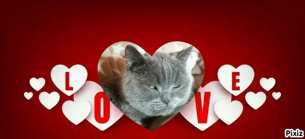 Condolence image of Post von Bärchen ❤