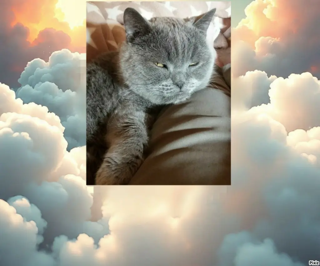 Condolence image of Post von Bärchen ❤