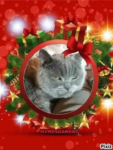 Condolence image of Post von Bärchen 💖🐈🐾
