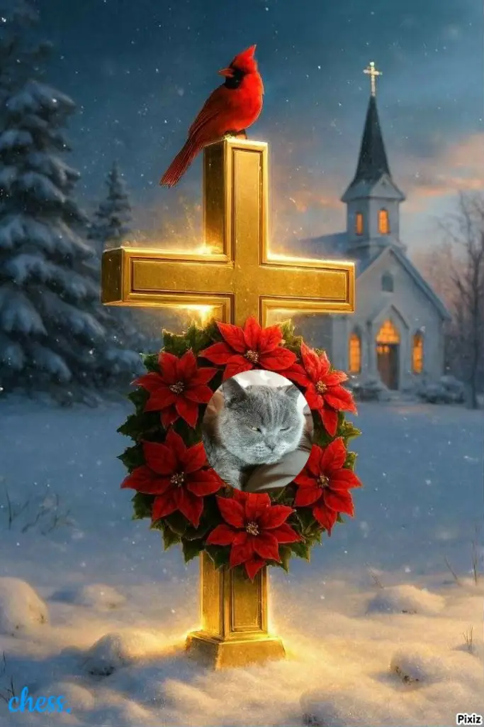 Condolence image of Post von Bärchen 💖🐈🐾