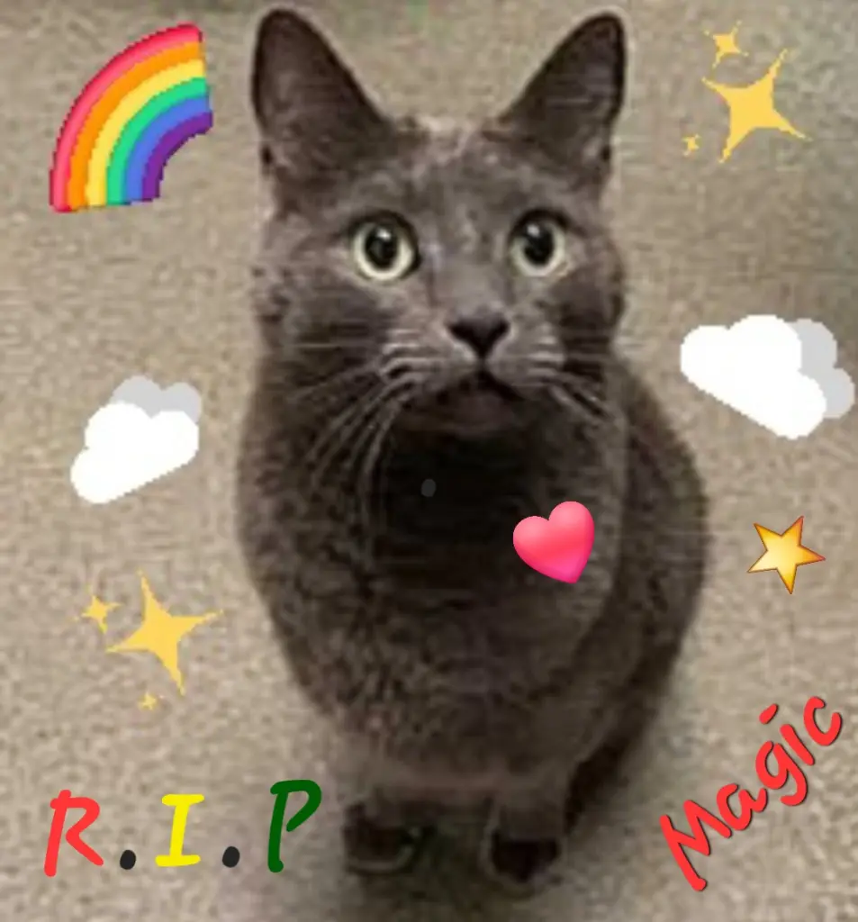 Condolence image of 🌹FOR MAGIC 🪽