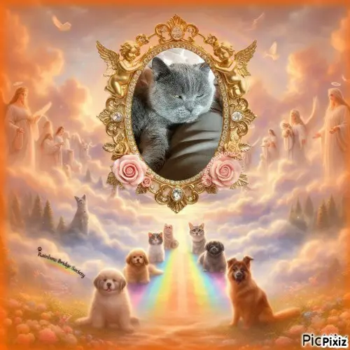 Condolence image of Tanja mit Timmy im 💘🐈🐾