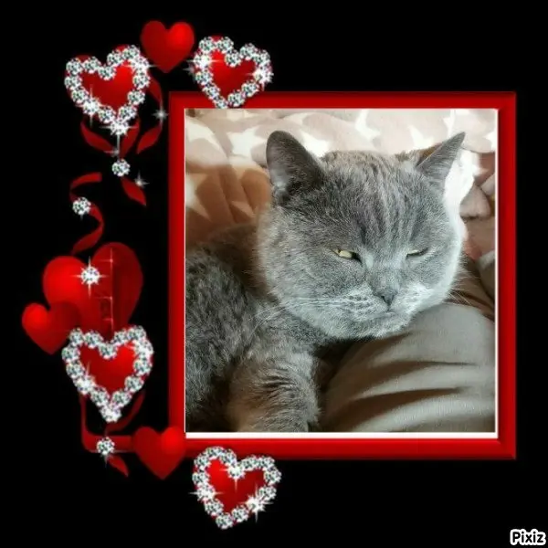 Condolence image of Post von Bärchen 💖🐈🐾