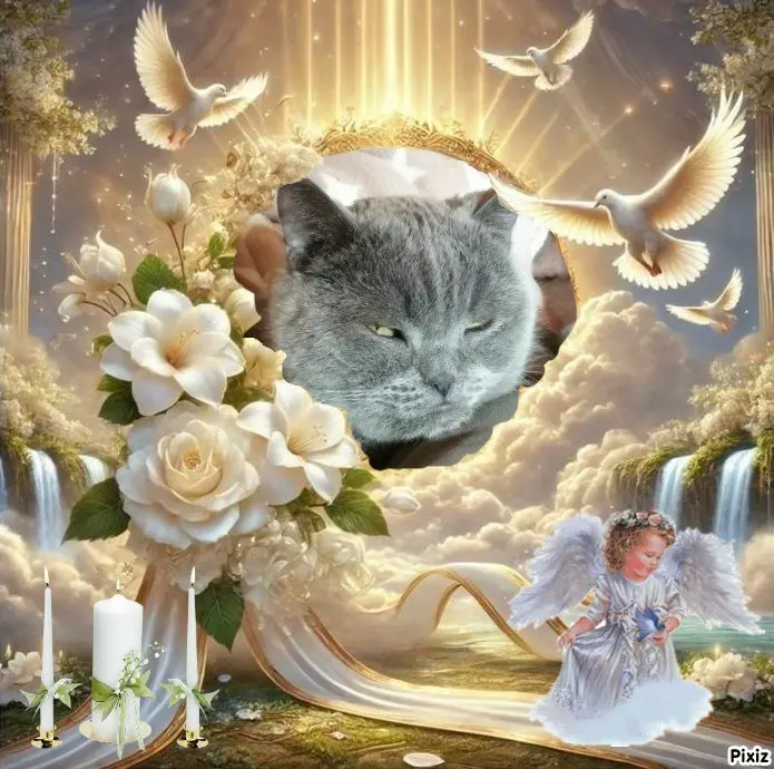 Condolence image of Tanja mit Timmy im 💖🐈🐾