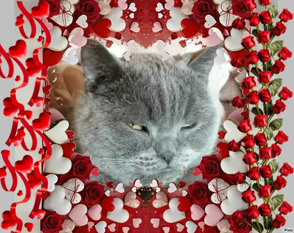 Condolence image of Post von Bärchen 💖🐈🐾