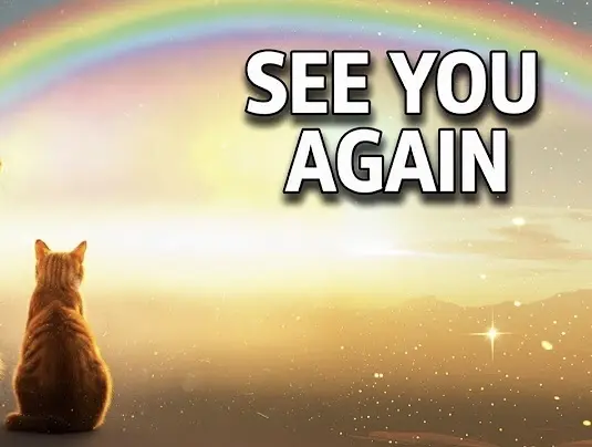 Condolence image of Himmelsgrüße ☁️an meinen Engel Kaspar🪽🐕ins Regenbogenland 🌈