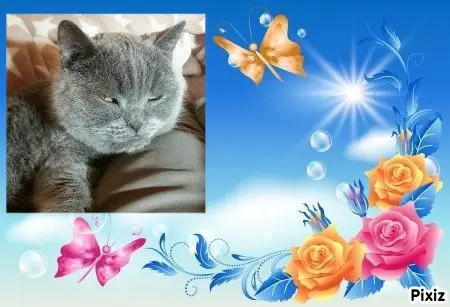 Condolence image of Tanja mit Timmy im 💖🐈🐾