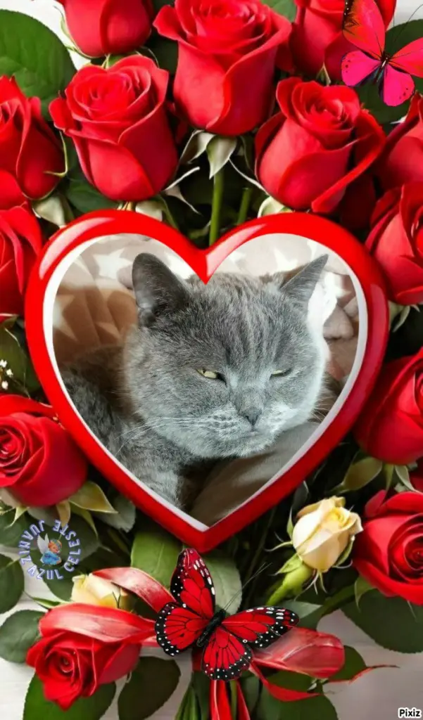 Condolence image of Post von Bärchen 💖🐈🐾