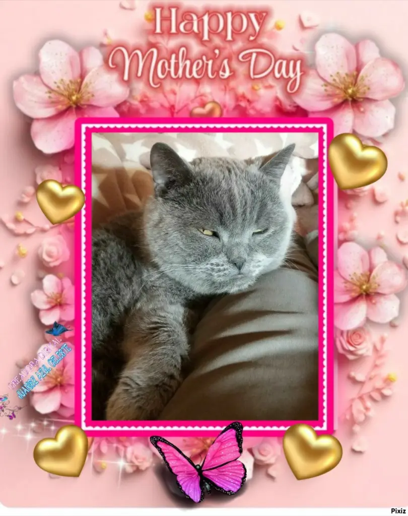 Condolence image of Post von Bärchen 💖🐈🐾