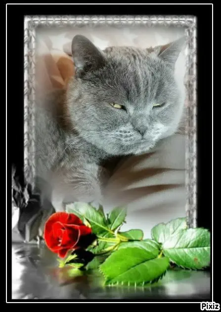 Condolence image of Tanja mit Timmy im 💖🐈🐾