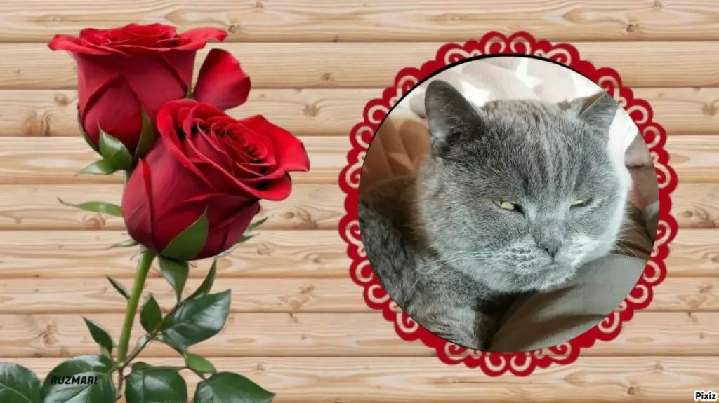 Condolence image of Post von Bärchen 💖🐈🐾