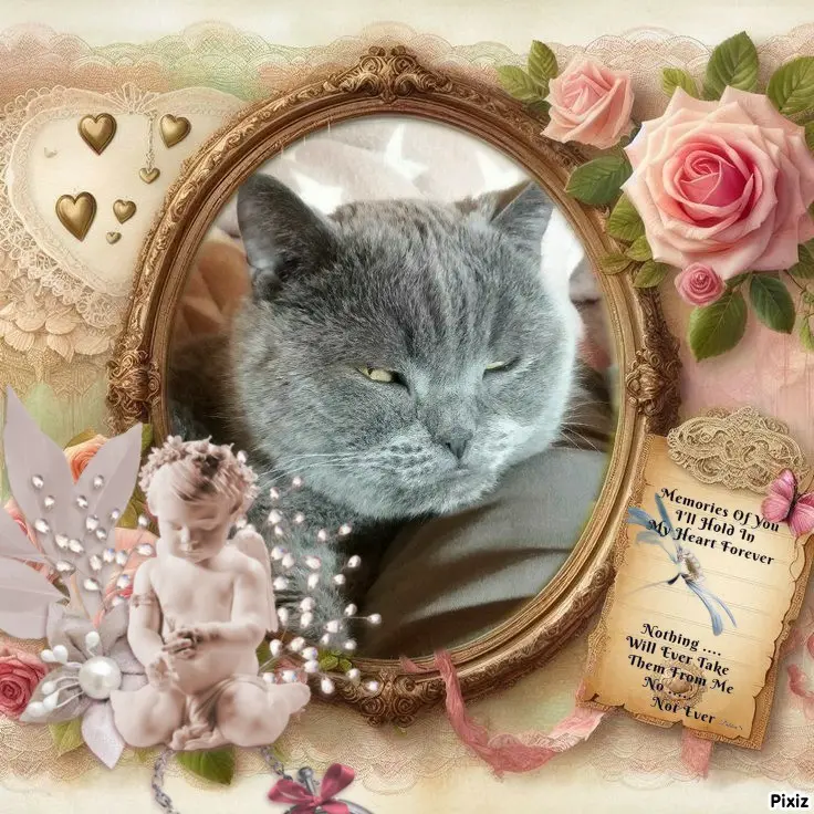 Condolence image of Tanja mit Timmy im 💖🐈🐾