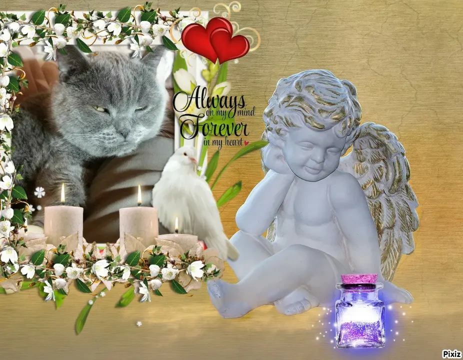 Condolence image of Tanja mit Timmy im 💖🐈🐾