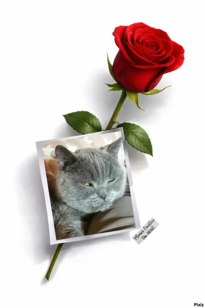 Condolence image of Post von Bärchen 💖🐈🐾