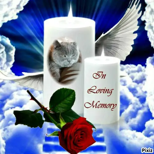 Condolence image of Tanja mit Timmy im 💖🐈🐾