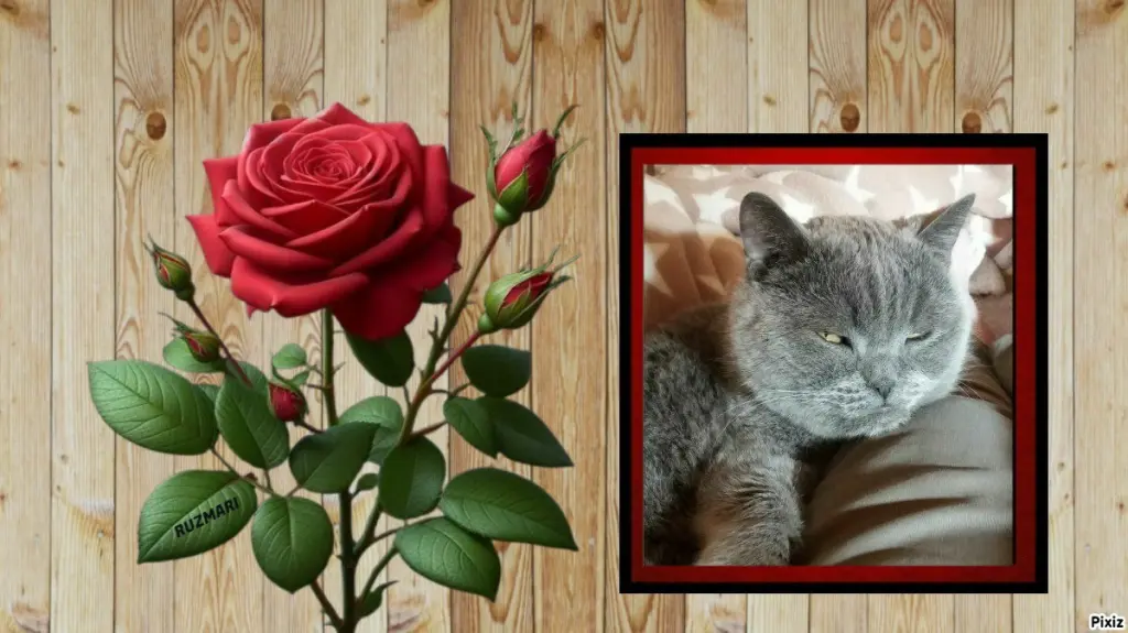 Condolence image of Post von Bärchen 💖🐈🐾