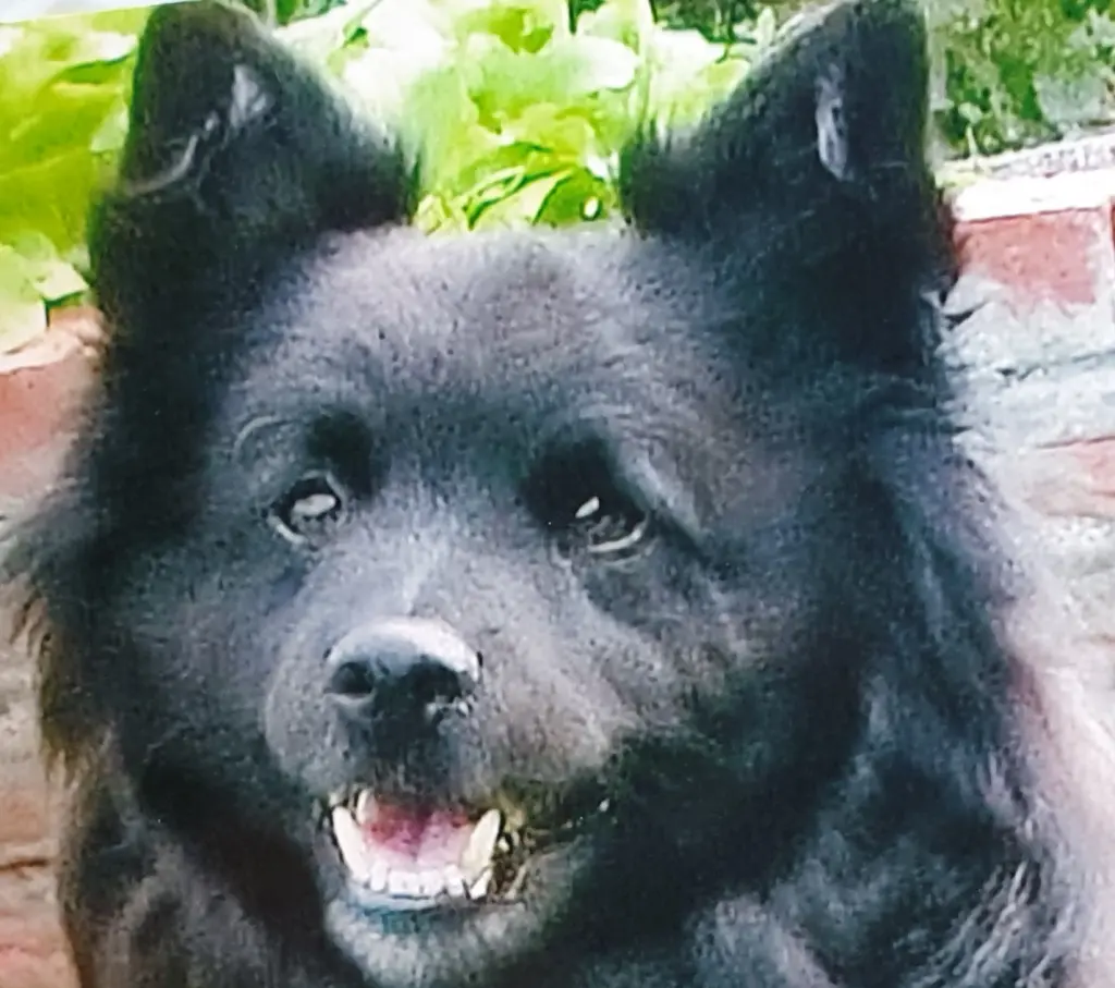 Condolence image of Elke mit Wolle tief im Herzen