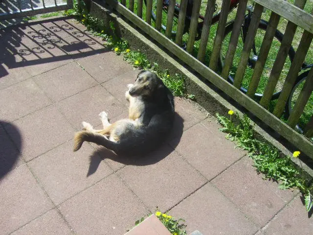 Bild von Ricky