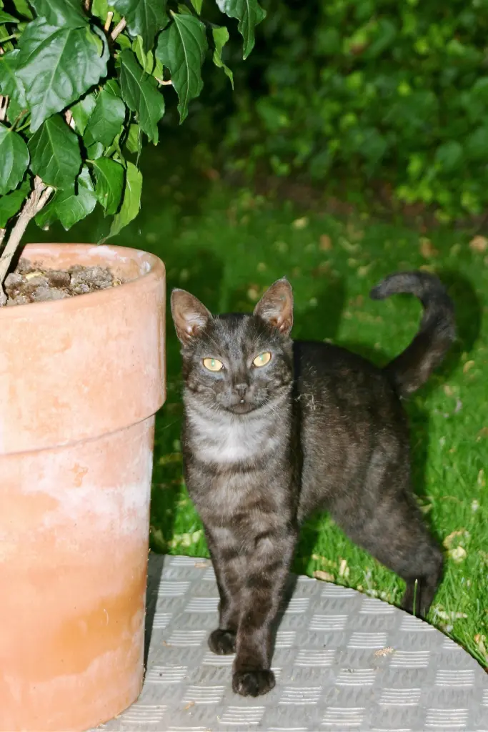 Image from Köbes