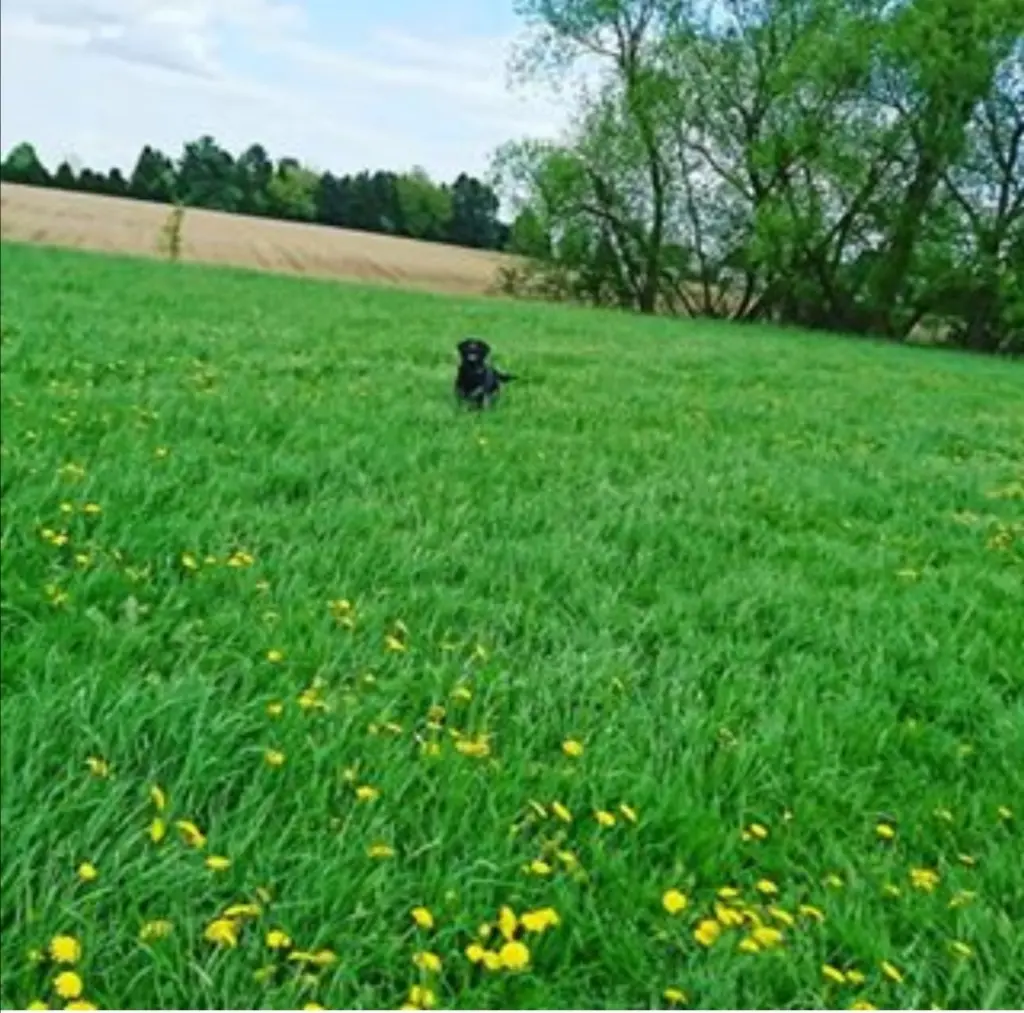 Andachtsbild von Maksim Novak