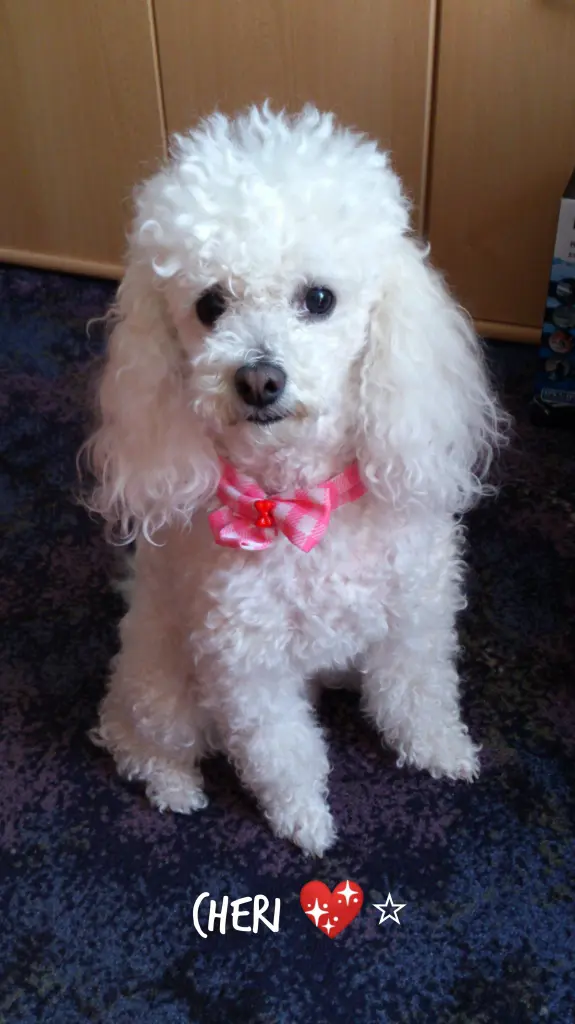 Andachtsbild von Angela