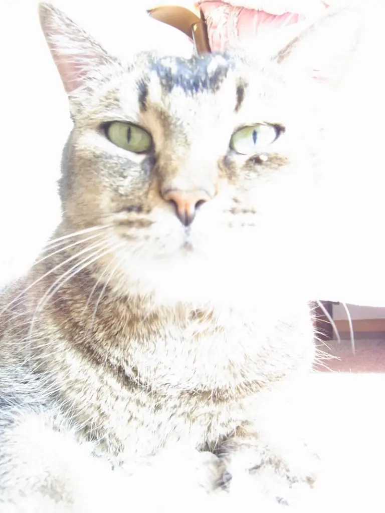 Andachtsbild von Daniela mit Tappi im Herzen