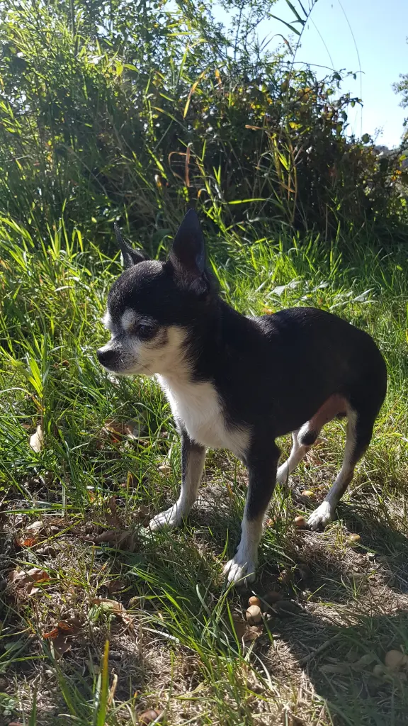 Image from Chico