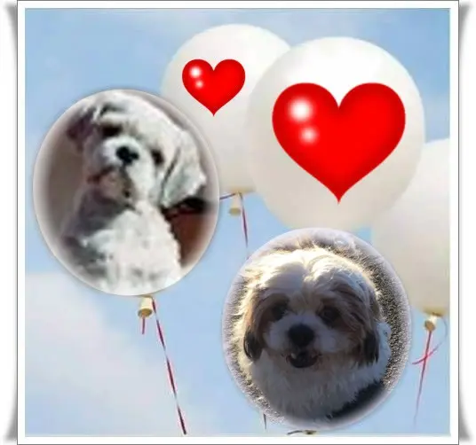Condolence image of Marika mit Balou und Hippo im Herzen